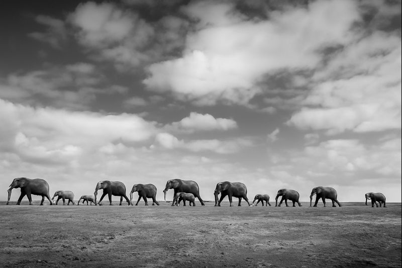 Photographic Safari: Mashatu, Victoria Falls & Chobe – August 2027